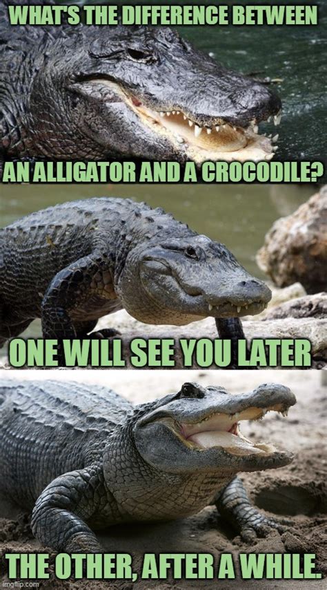 crocodile meme|More.